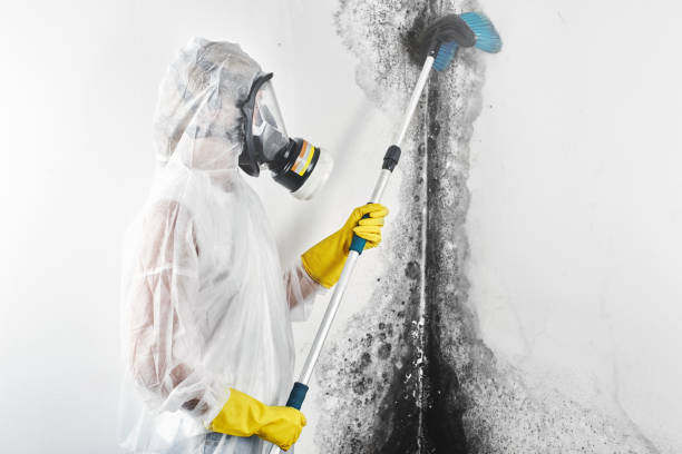 Best Commercial Mold Inspection  in Chattanooga, TN