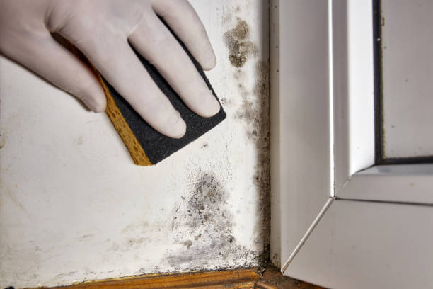 Best Mold Documentation for Insurance Claims  in Chattanooga, TN